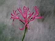 Nerine filofolius